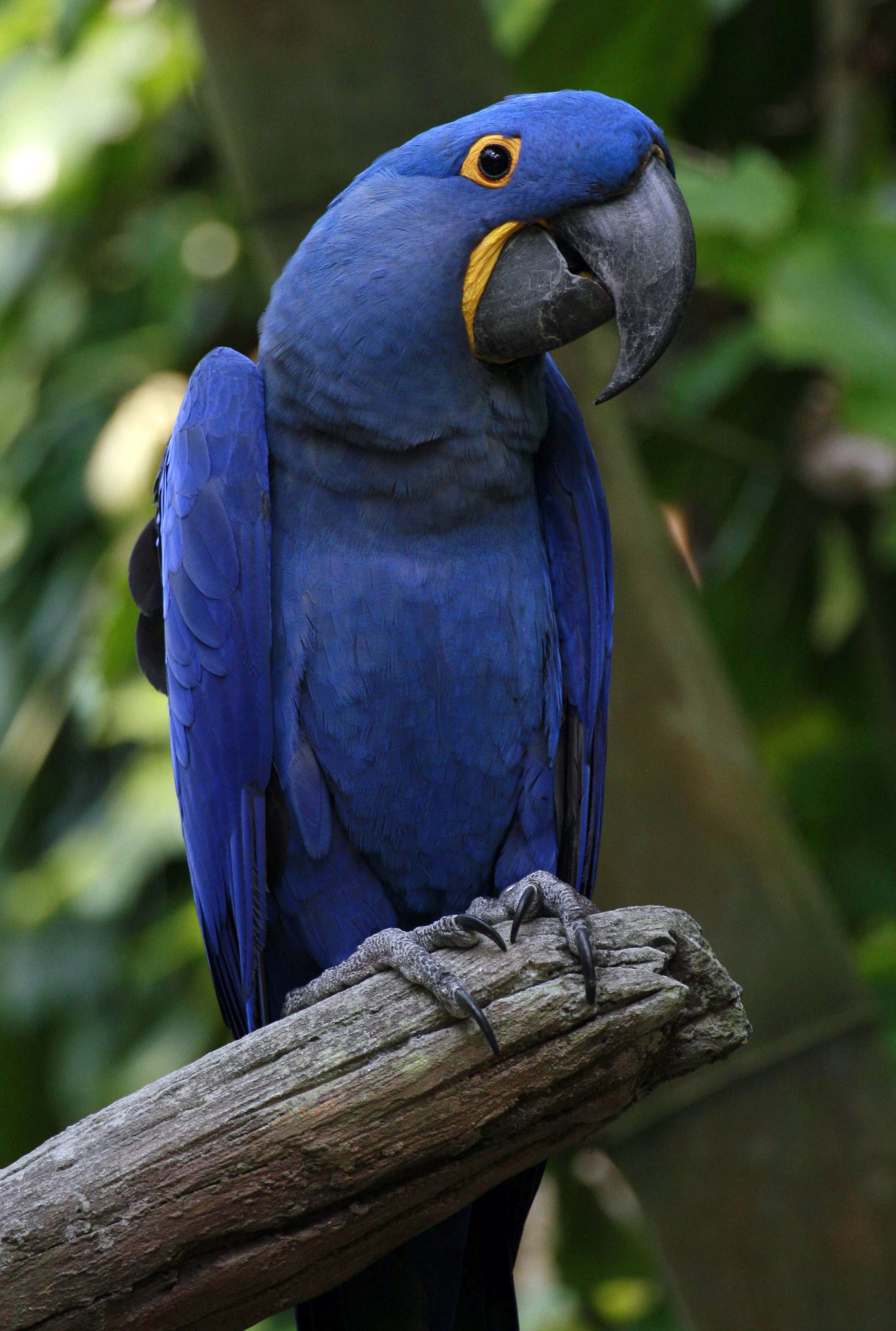 Vrste i opis plave papige