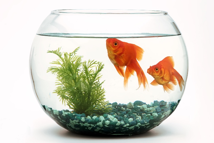 Zašto ribice umiru u akvarijumu?