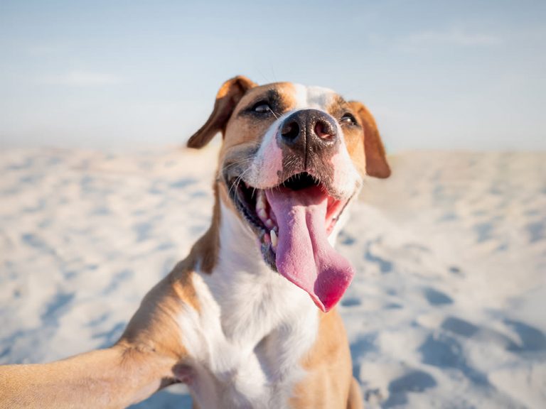 Da li su pseća usta zaista čistija od ljudskih?