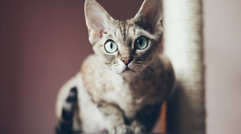 6 rasa mačaka koje se najmanje linjaju