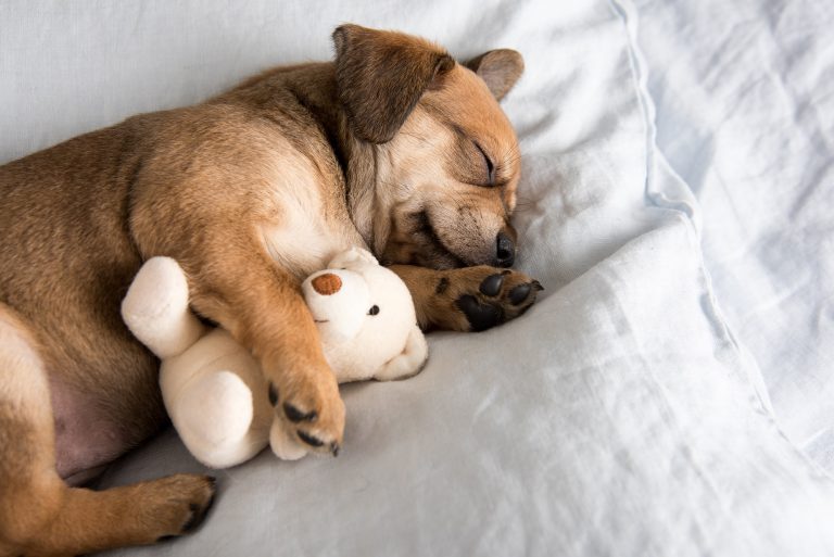 Koliko sati sna je potrebno vašem psu?