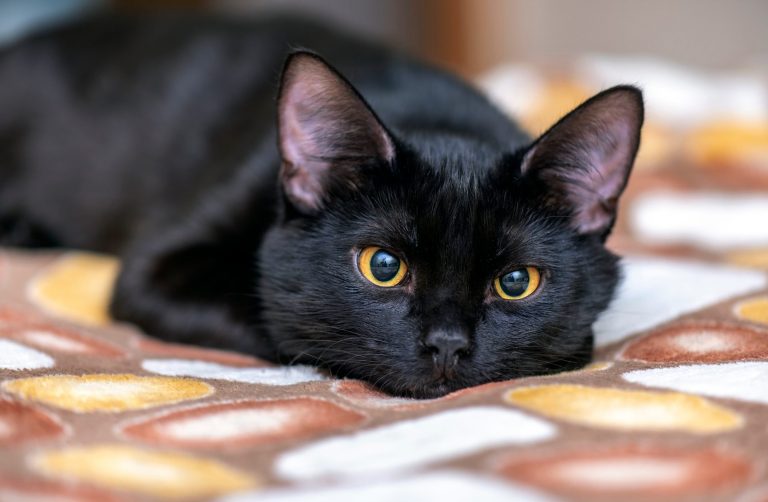 Ponašanje mačke otkriva prisustvo zla u vašem domu!