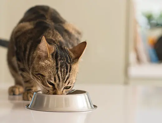 Meso je za mačke odličan izvor proteina