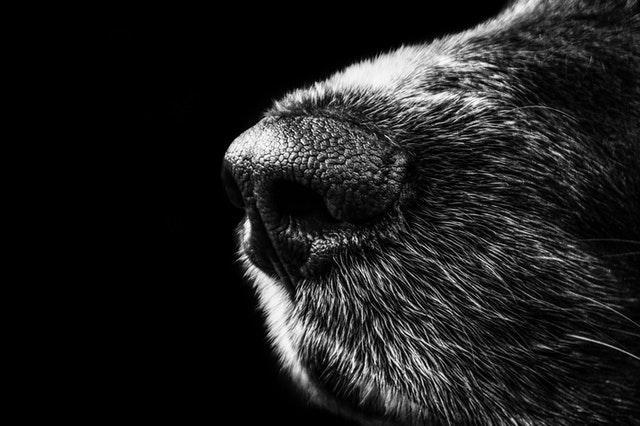 Promene boje nosa kod pasa, da li treba da budemo zabrinuti?