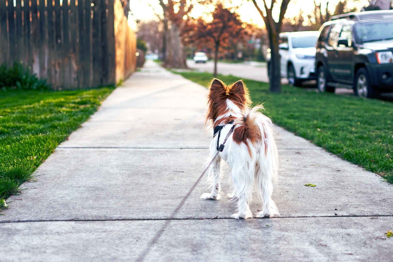 Koliko dugo treba da šetate psa?