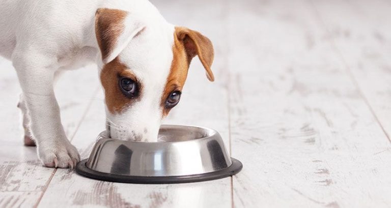 Koliko često treba da hranite svog psa? Evo saveta veterinara.