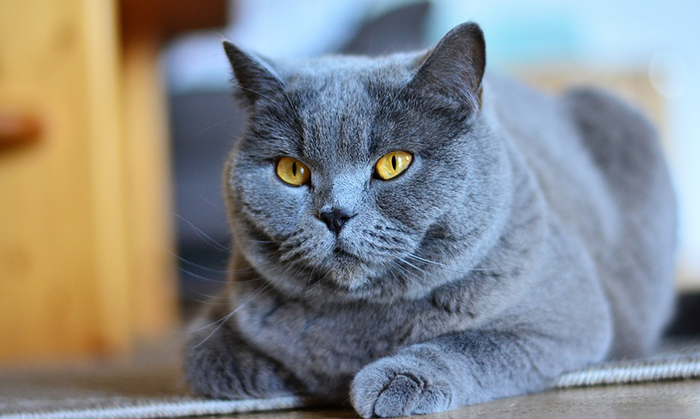 Kartuzijska mačka-Plemenita Francuska Ljubimica